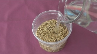 adicionando água nas sementes de alpiste