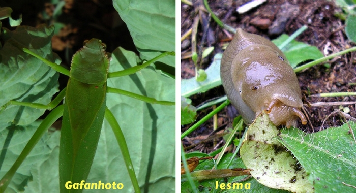 gafanhoto e lesma no jardim