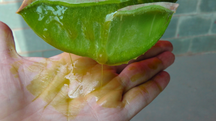 alpina saindo de dentro da folha de aloe vera