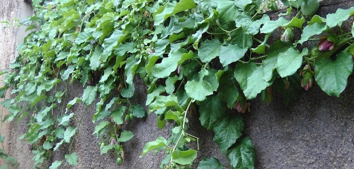 ramas de maracujá sobre o muro