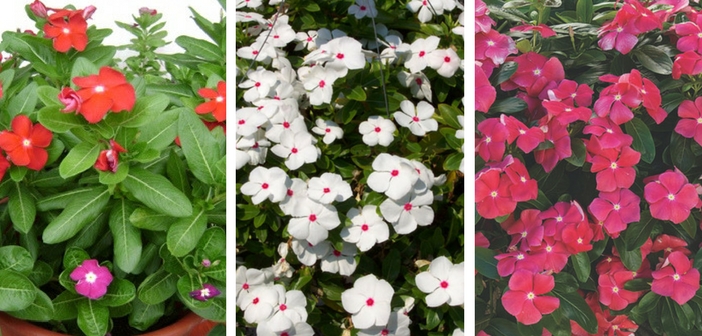 vincas com diferentes cores