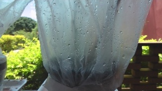 umidade dentro do vaso