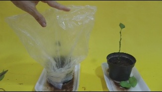 revestir o vaso com saco plástico