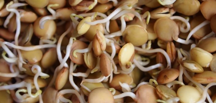 lentilhas germinadas para fazer o enraizador de plantas