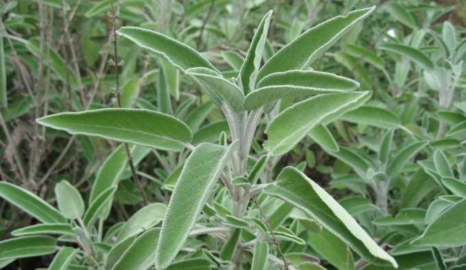 salvia para criar um ambiente prospero