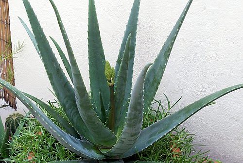 planta de aloe vera que cria um ambiente com energias positivas