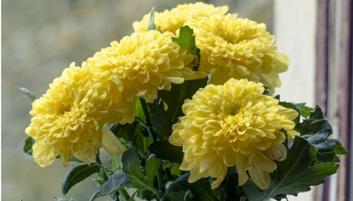 bouquet de crisântemo amarelo.