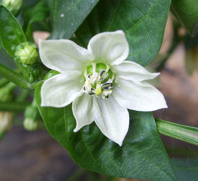 flor da pimenta mais fácil de crescer 