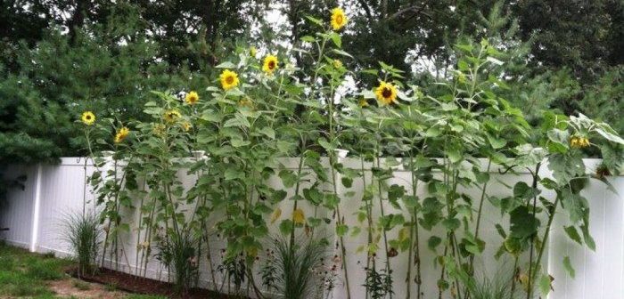 plantas de girassol no jardim da casa