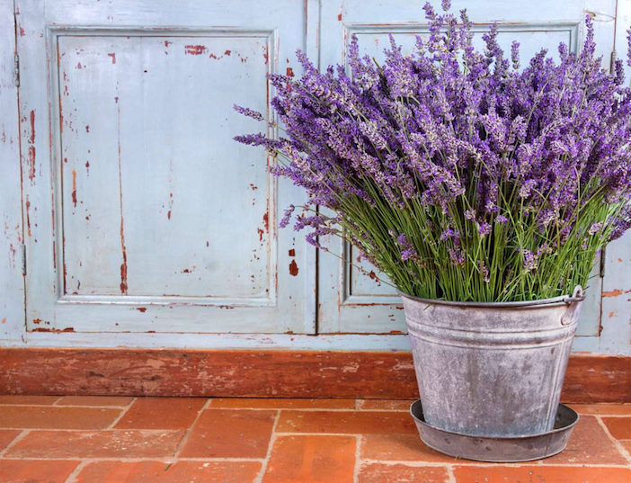 lavanda plantada em vaso para criar um ambiente de boa energia