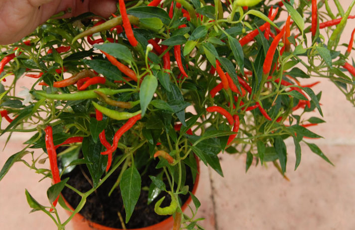 planta de pimenta repleta de frutos verdes e vermelhos