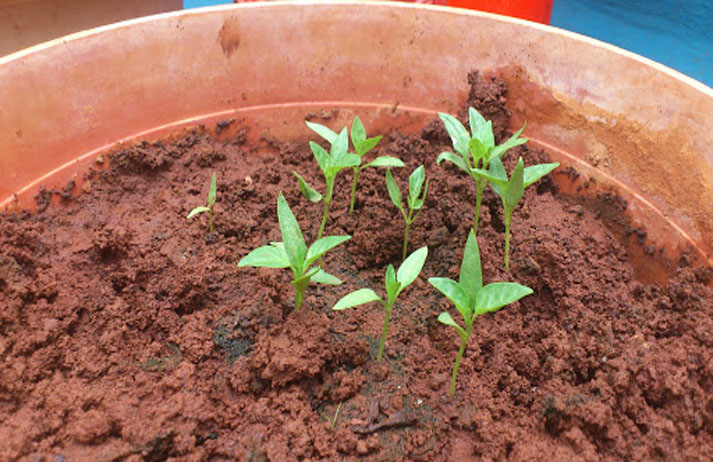 mudas de pimentas com 4 folhas prontas para ser transplantadas