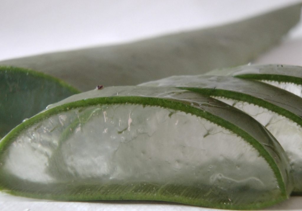 32  usos da Babosa / Aloe Vera, Surpreendentes planta aloe vera cortada em tiras