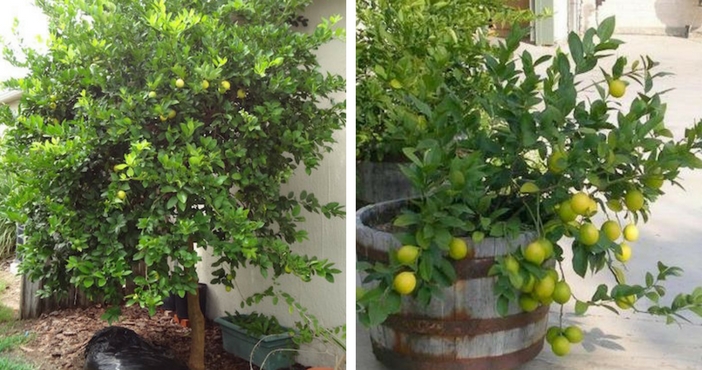 pé de limão plantado no jardim e outro plantado no vaso grande