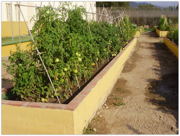 canteiro elevado cheio de tomates maçã