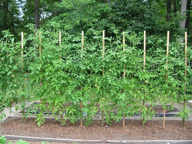 Plantação de tomates no chão 