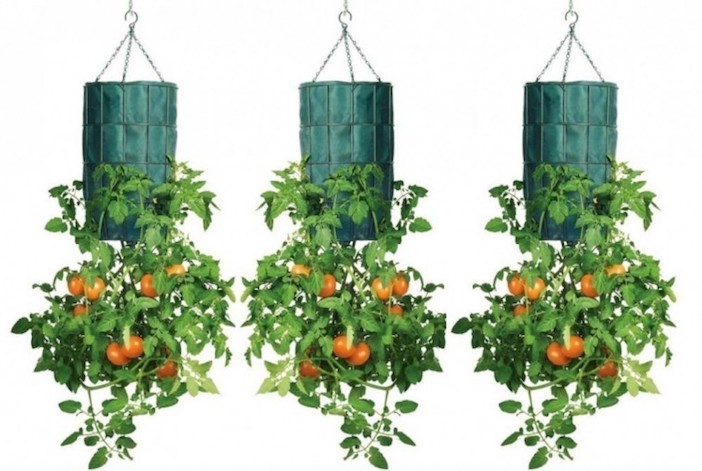 tomates plantados de cabeça para baixo