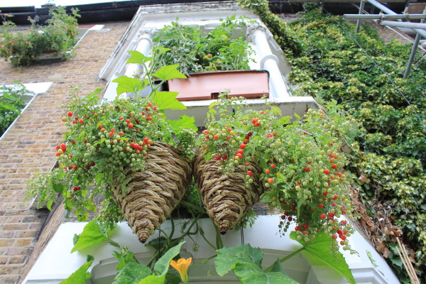 2 cestas penduradas na janela com tomates