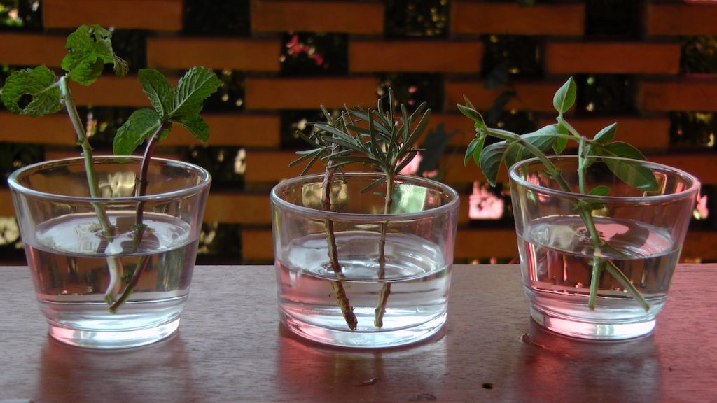 3 recipiente co erva em água