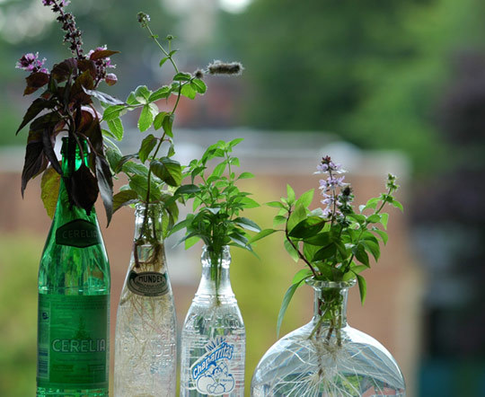 ervas plantada em diferentes tipos de garrafa