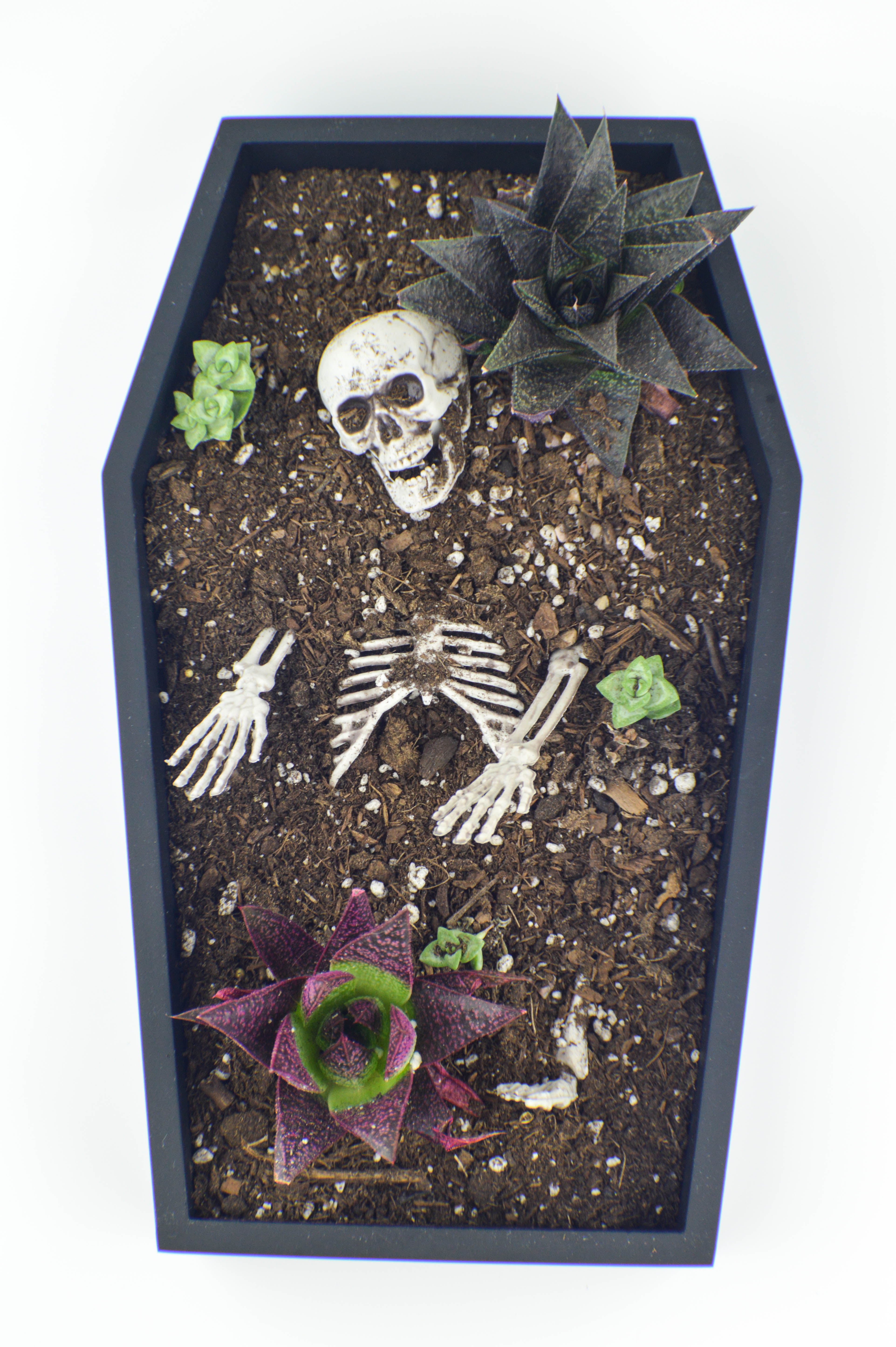 caixão com um esqueleto e plantas 