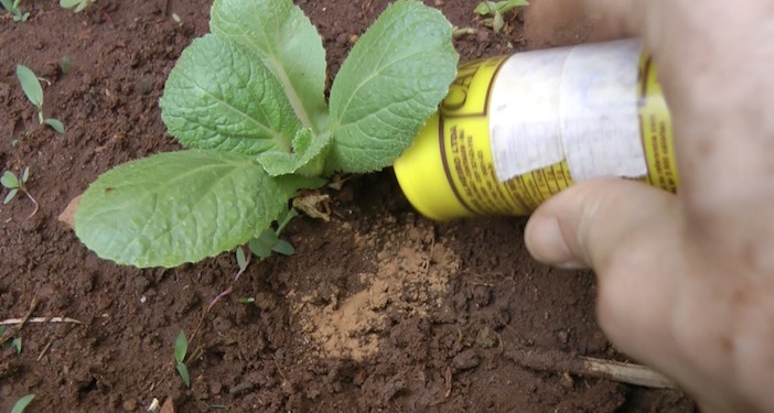 canela em pó nas plantas