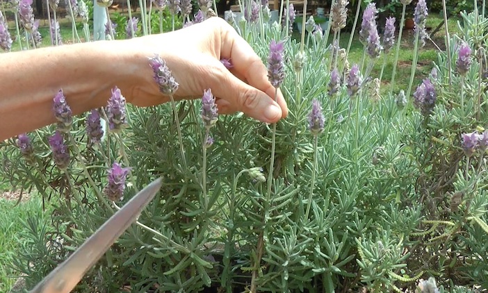 cortando talo de lavanda com flor