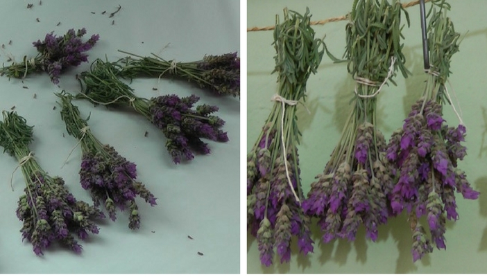 maços de lavanda e penduradas