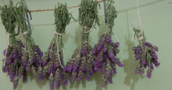 Secar Lavanda : Como Secar Flores de Lavanda em Casa