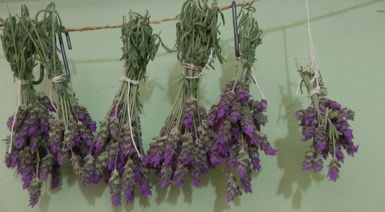 Secar Lavanda : Como Secar Flores de Lavanda em Casa - Assim que Faz