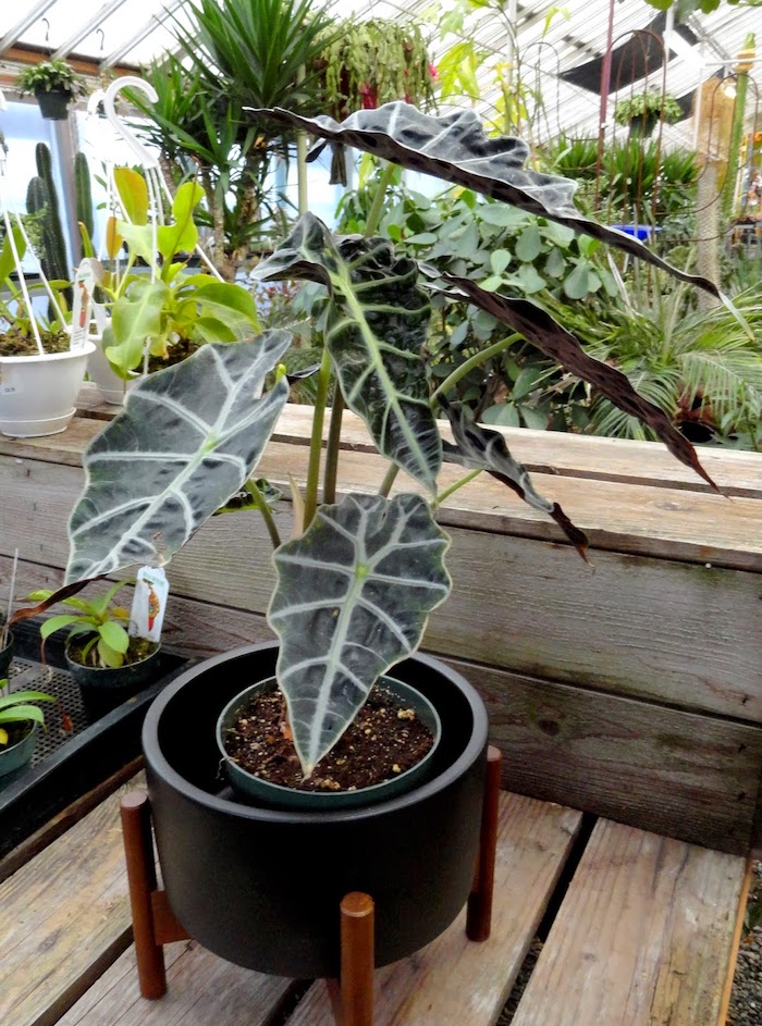 planta em vaso de alocácia amazônica