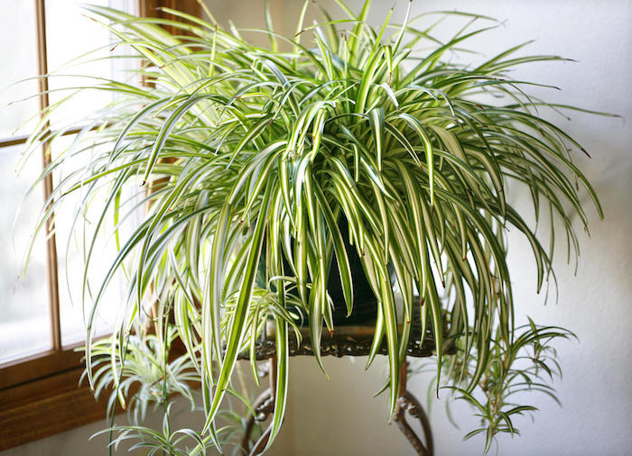 planta de clorofito gigante com varias mudinhas 