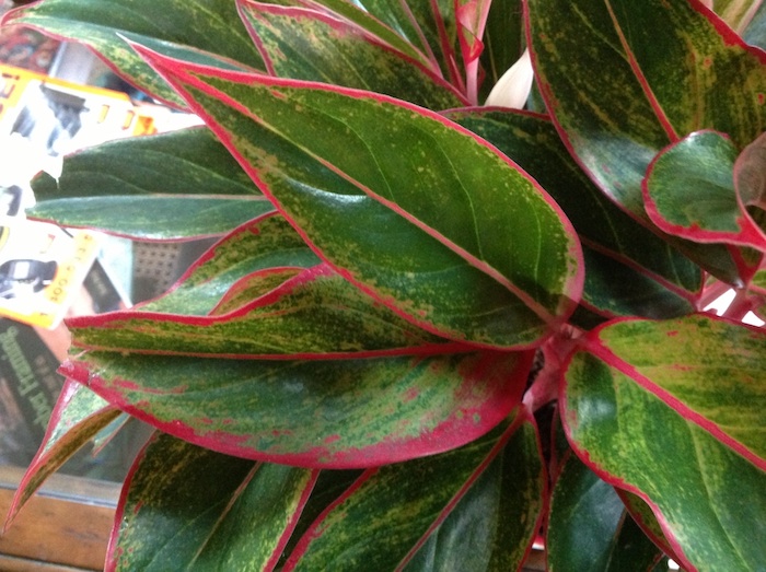 folhas da planta aglaonema