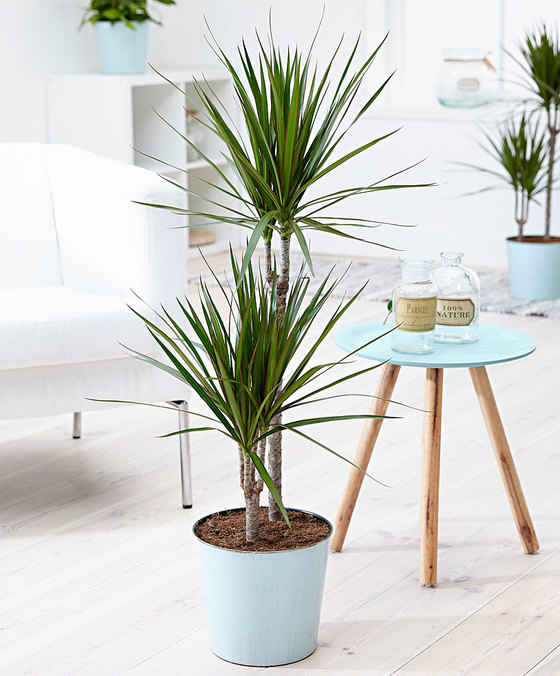 vaso com uma planta dracena de interior