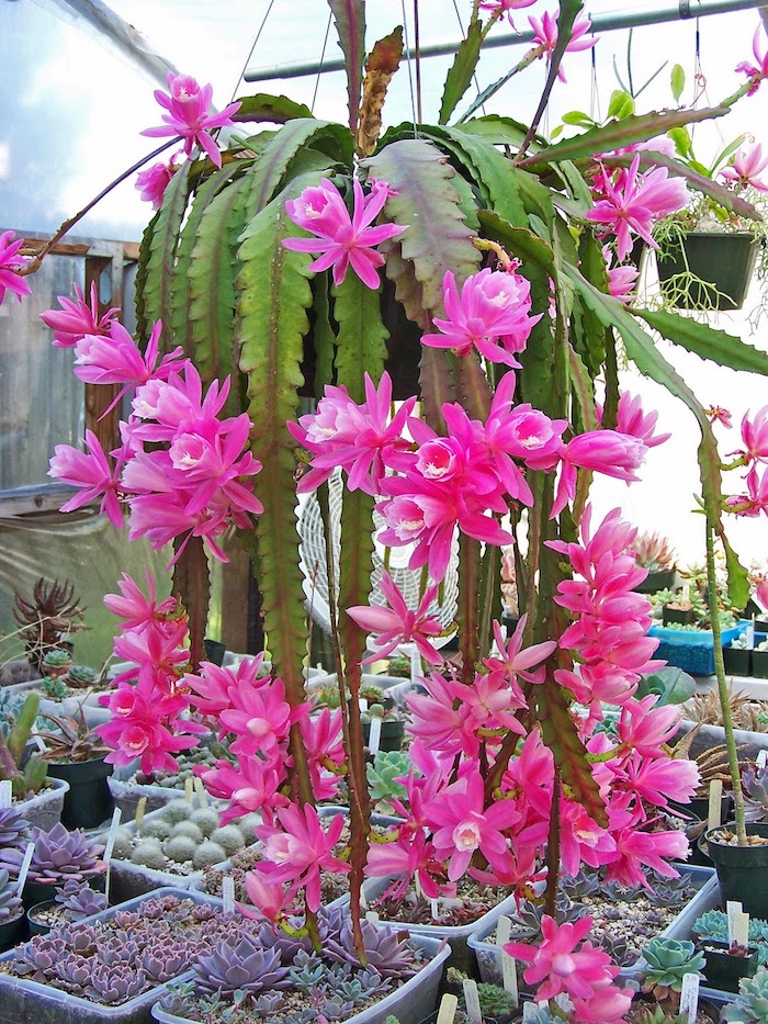 cesto pendurado com cactos da floresta florescendo