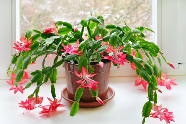 cactos da páscoa saudável com flores