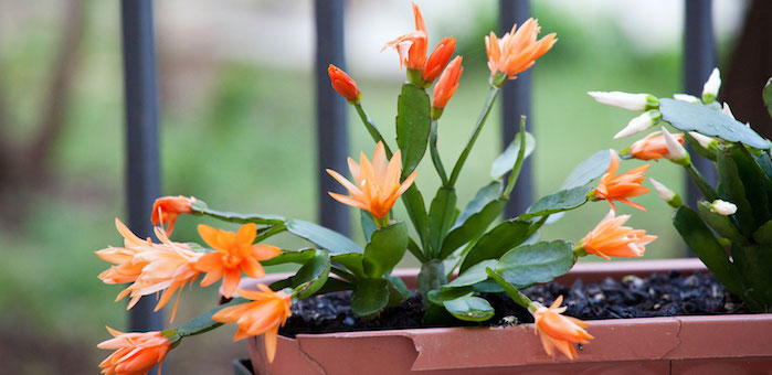 cactos da pascua com flores alaranjadas