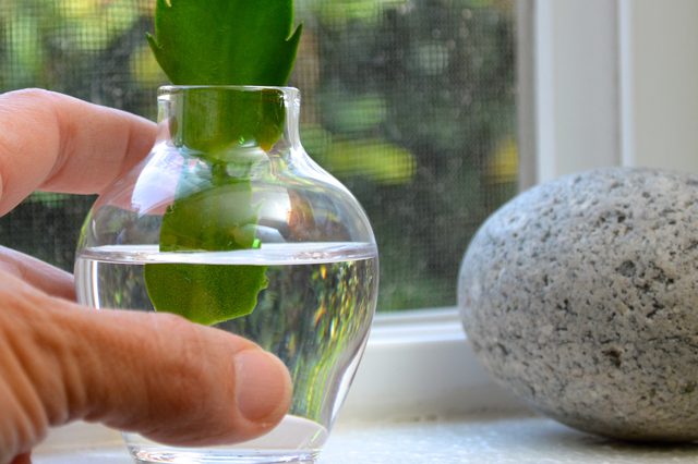 Conselhos de como Plantar e cuidados com Cactos da Páscoa
