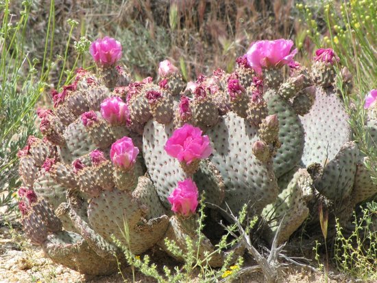 cactos florescendo