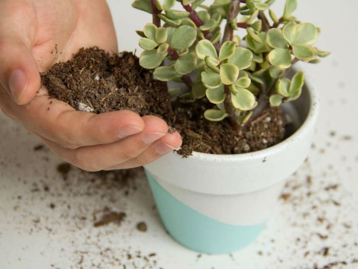 colocando terra num vaso de suculentas