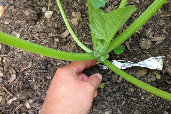 tira de aluminio na planta