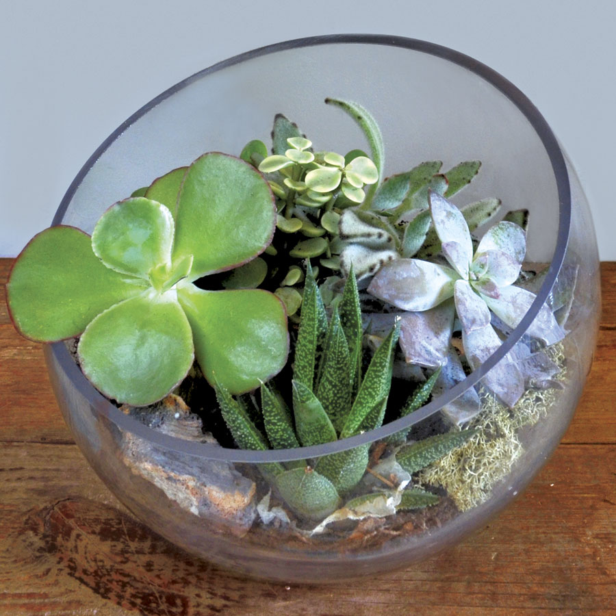 Como montar um Terrário de plantas + 14 Idéias incríveis