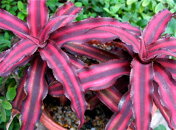 folhas de bromelia criptantos