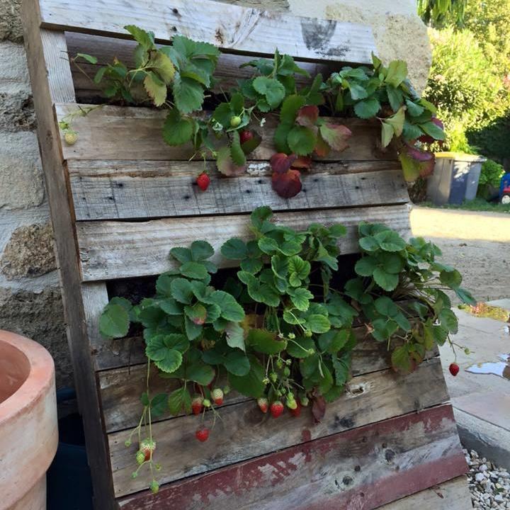 pallet encostado na parede com varias plantas de morango