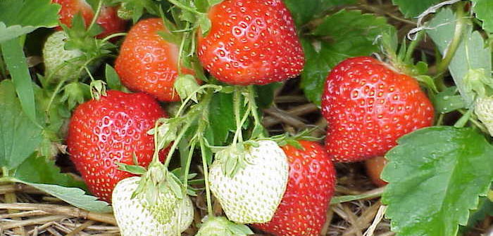 frutas de morango sobre palha 