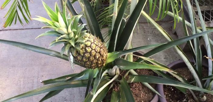 fruta de abacaxi plantada em vaso