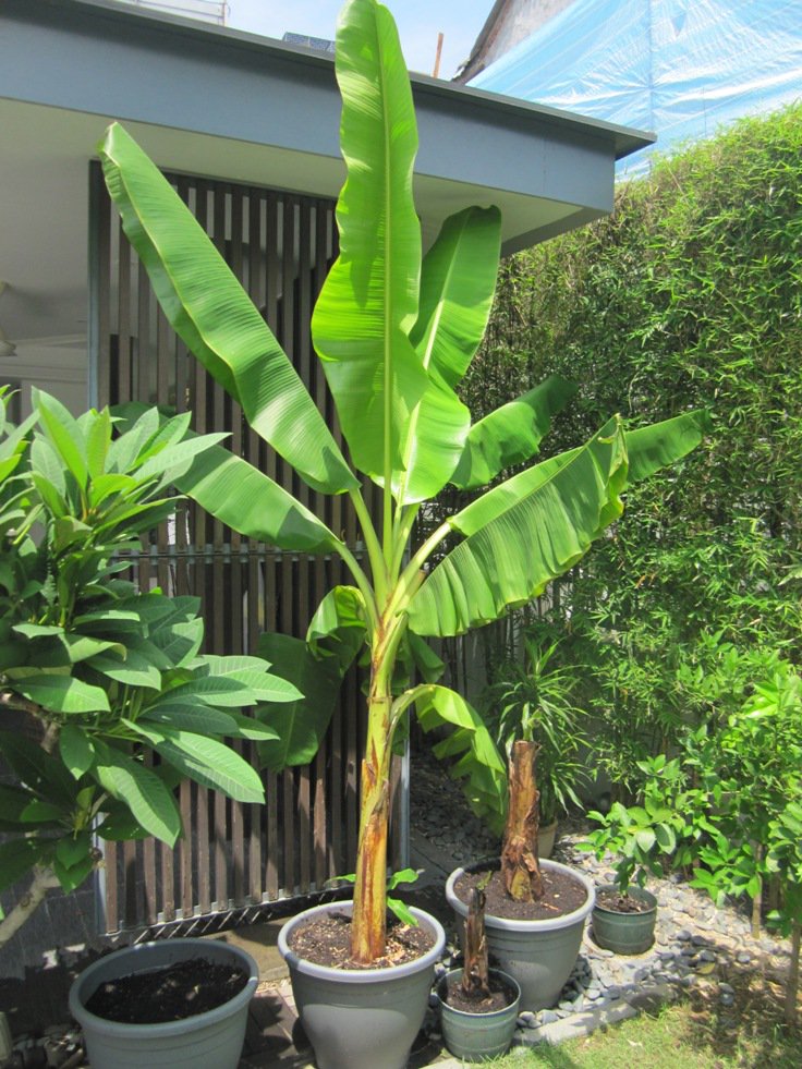 pé de banana grande plantado em vaso