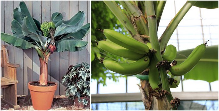 11 Dicas de Cuidar da Bananeira em Vasos
