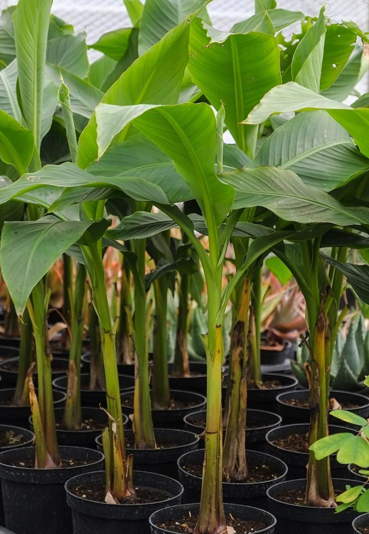 varias bananeiras em vaso