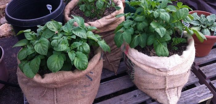 3 sacos de linhagem com plantas de batatas